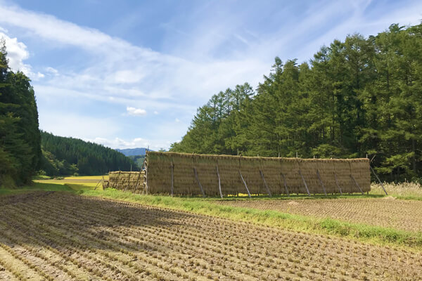 羽後町田代の稲架が残る田園風景1