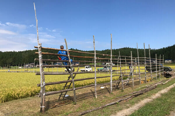 はさがけのための稲架を結う農家さん