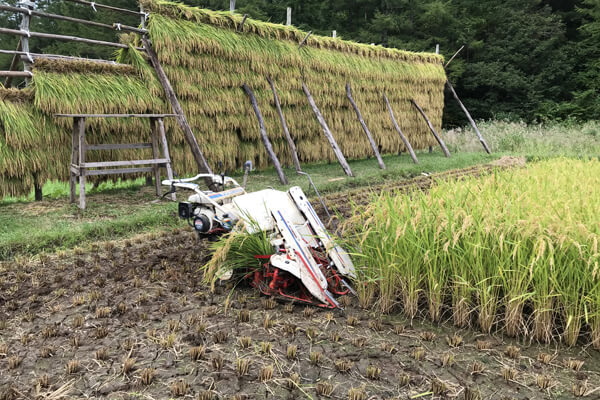 はさがけの稲刈りに使う「バインダー」