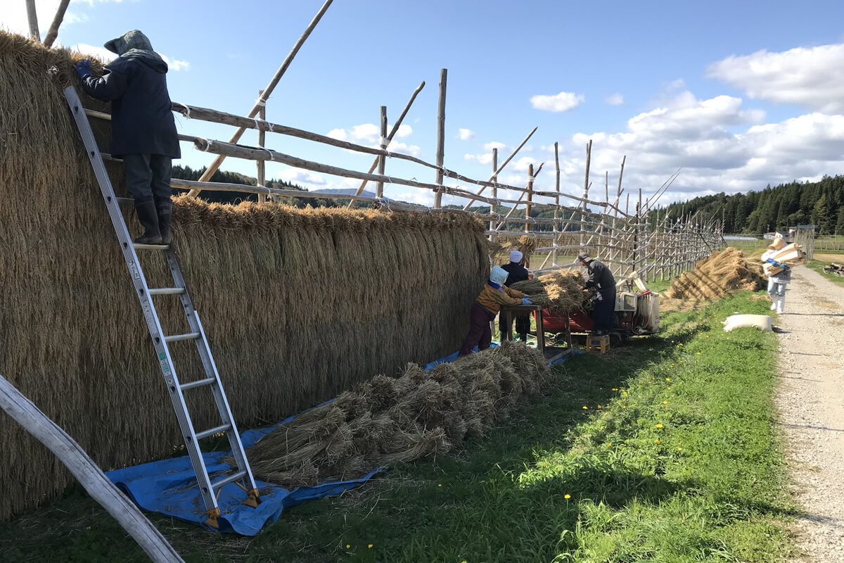 はしごに登って稲を下ろします。