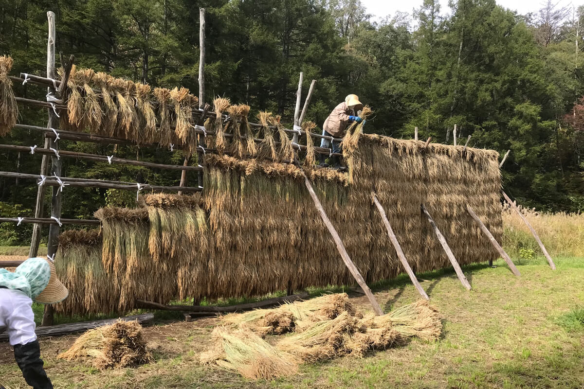 稲架に登って稲を下ろします。