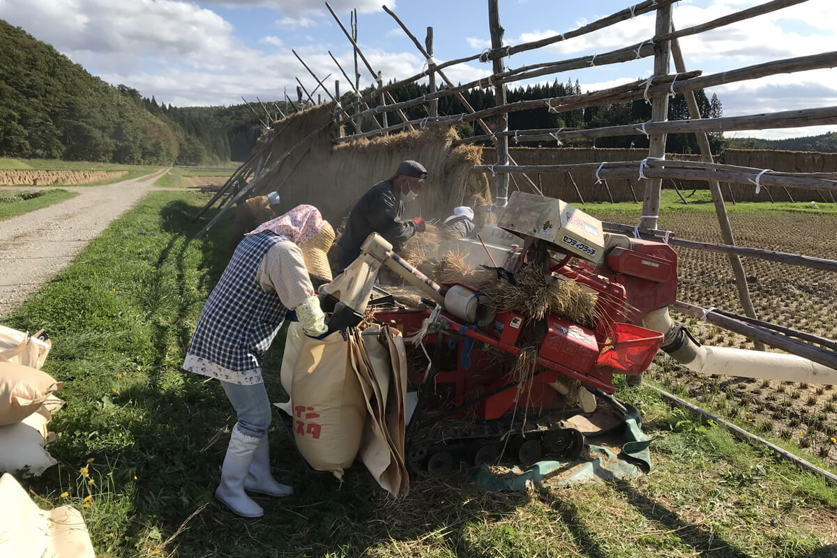 ハーベスターで脱穀します