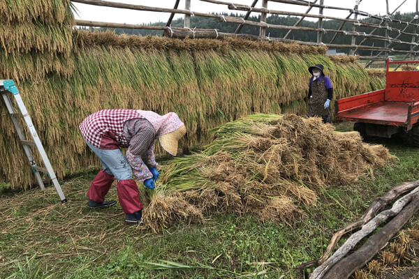刈った稲を稲架に掛けます