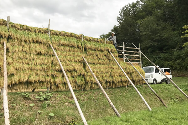 稲架の最上段は結構な高さ