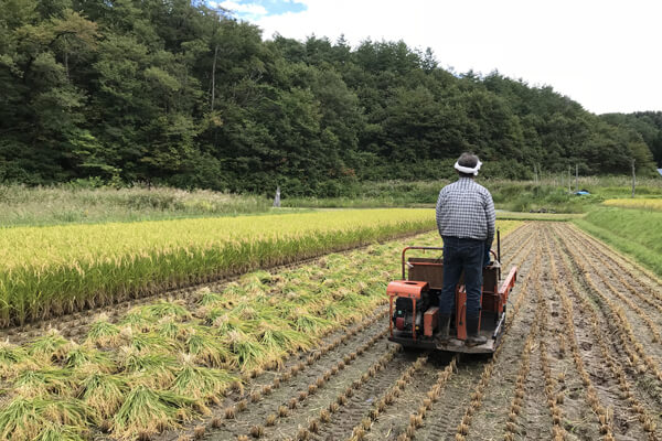 バインダーで稲刈り中の風景