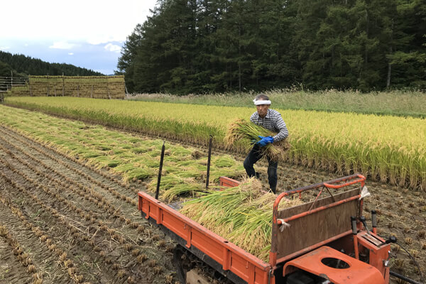 稲束を拾い集めます2