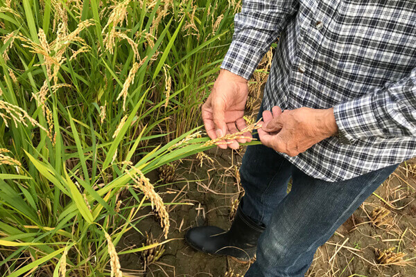 モミの状態を確かめます