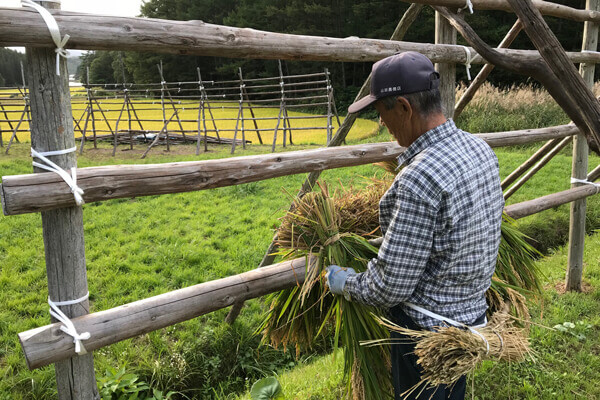 刈った稲は稲架に掛けます