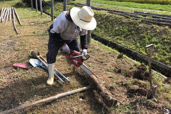 長さが十分にある場合は、チェンソーで切断します