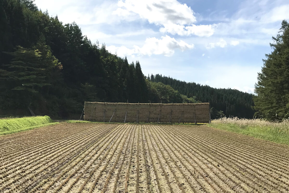 お米を天日乾燥中