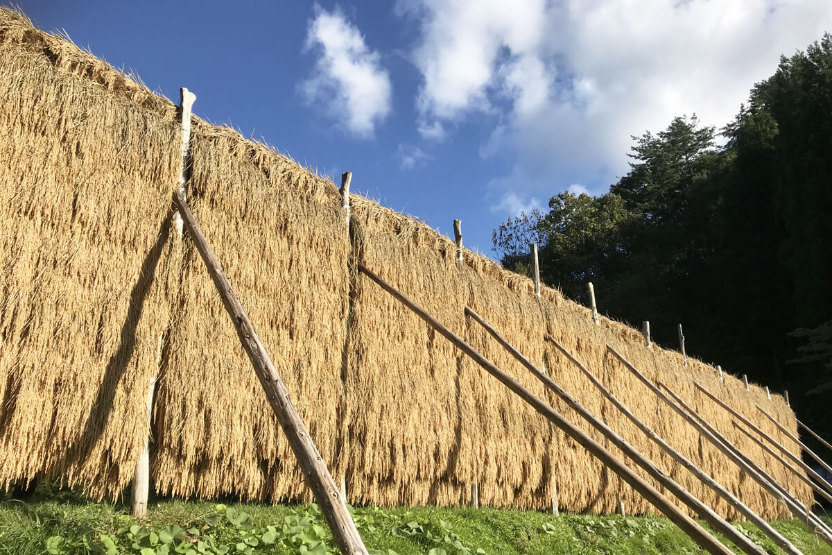 はさがけ中のお米