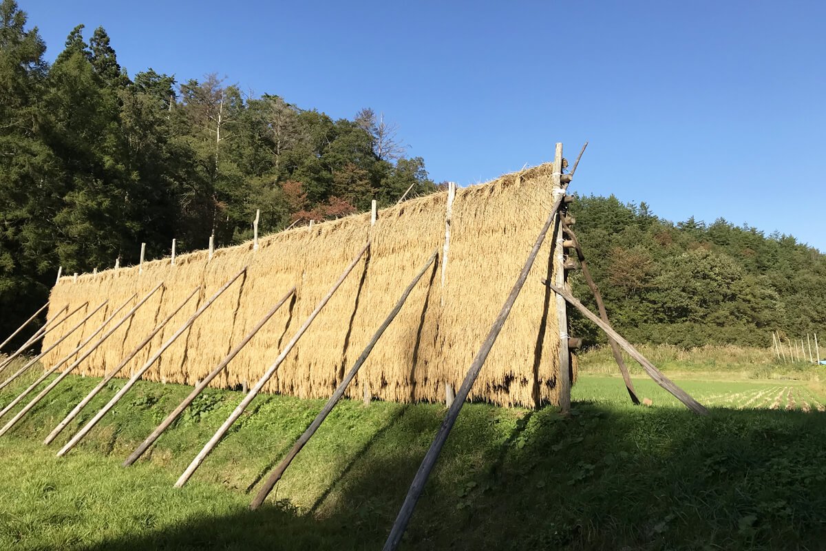 天日による自然乾燥中の稲（お米）