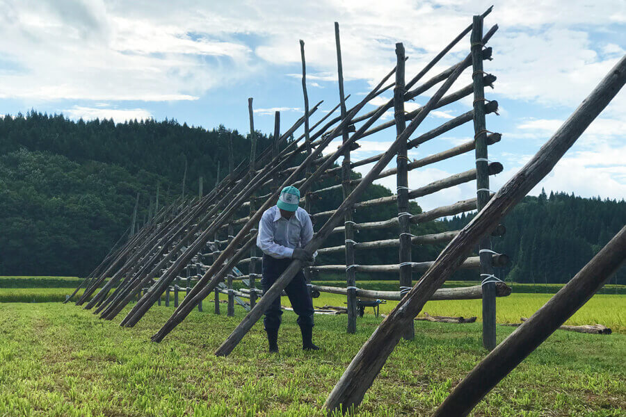 稲架を結うお米農家さん