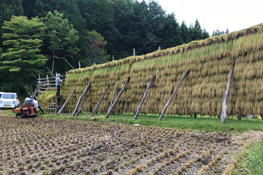 はさがけは共同作業