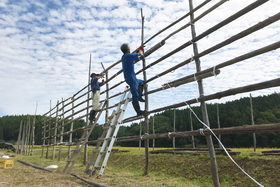 稲架を結うのは重労働
