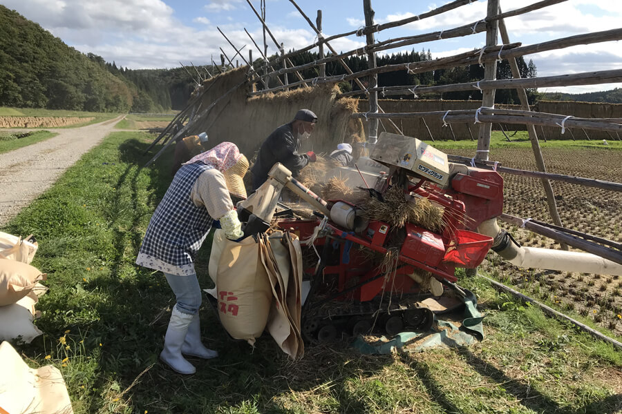 取り込んだその場で脱穀します。