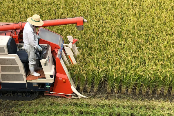 コンバインでの稲刈りの風景